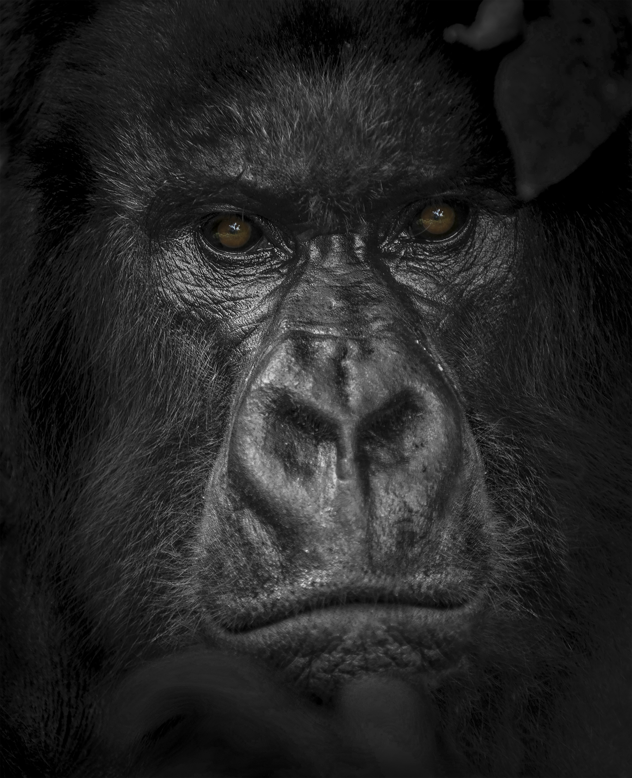 2 Trai_Anfield_Enlightened_Photographic_Safaris_gorilla b&w 3000pixels 300dpi selective_DSC4915-2