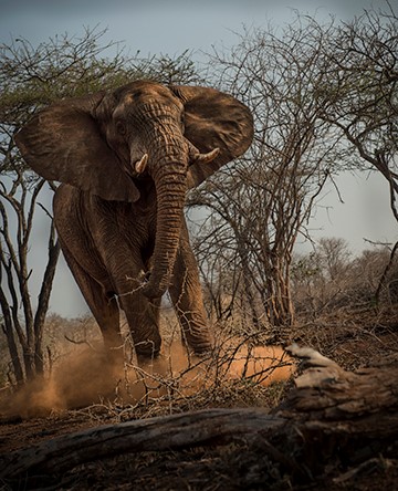 elephant